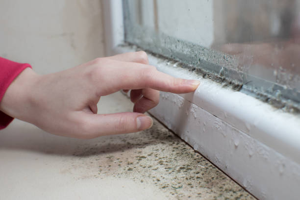 Best Indoor Air Quality Assessment  in Dimondale, MI